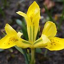 Iris danfordiae (kosaciec Danforda)