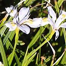 Iris goniocarpa