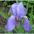 kosaciec blady (Iris pallida)