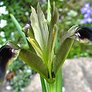kosaciec bulwiasty (Iris tuberosa)