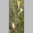 Linaria simplex (lnica pojedyncza)