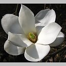 znalezisko 20090427.10.pk - Magnolia denudata (magnolia naga); Arboretum w Rogowie