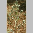 Marrubium peregrinum (szanta obca)