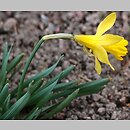 znalezisko 20120331.5.pk - Narcissus pseudonarcissus (narcyz trąbkowy); ogród botaniczny Goeteborg (Szwecja)