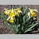 znalezisko 20120330.6.pk - Narcissus pseudonarcissus (narcyz trąbkowy); ogród botaniczny Kopenhaga (Dania)