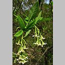 znalezisko 20090427.8.pk - Osmaronia cerasiformis (śliwokrzew amerykański); Arboretum w Rogowie