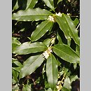 znalezisko 20170217.1.pk - Osmanthus yunnanensis; ogród botaniczny Kew (Wlk. Brytania)
