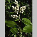 znalezisko 20090400.2.pk - Pieris floribunda (pieris kwiecisty); Arboretum w Rogowie