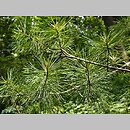 znalezisko 20200616.1.pk - Pinus koraiensis (sosna koreańska); ogród botaniczny UW, Warszawa