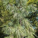 znalezisko 20140927.6.pk - Pinus palustris (sosna długoigielna); Arboretum w Rogowie