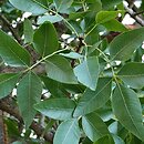 pistacja (Pistacia)