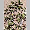 znalezisko 20140900.2.pk - Portulaca oleracea ssp. sativa (portulaka pospolita siewna); Repki