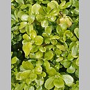znalezisko 20120700.34.pk - Portulaca oleracea ssp. sativa (portulaka pospolita siewna); OB PAN (Powsin)