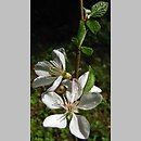 znalezisko 20090427.14.pk - Prunus tomentosa (wiśnia kosmata); Arboretum w Rogowie