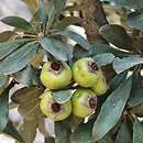 grusza oliwnikolistna (Pyrus elaeagnifolia)