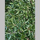znalezisko 20170217.13.pk - Quercus agrifolia (dąb wieczniezielony); ogród botaniczny Kew (Wlk. Brytania)