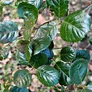 znalezisko 20170217.12.pk - Quercus alnifolia (dąb olcholistny); ogród botaniczny Kew (Wlk. Brytania)