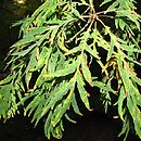 Quercus robur Filicifolia