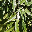 znalezisko 20170823.6.pk - Quercus serrata (dąb piłkowany); ogród botaniczny Bratysława (Słowacja)