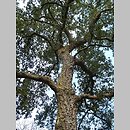 znalezisko 20170217.9.pk - Quercus suber (dąb korkowy); ogród botaniczny Kew (Wlk. Brytania)