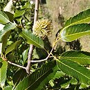 znalezisko 20170823.5.pk - Quercus variabilis; ogród botaniczny Bratysława (Słowacja)