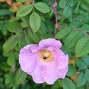 Rosa macrophylla (róża wielkolistna)