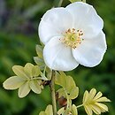 znalezisko 20140515.33.pk - Rosa omeiensis (róża czteropłatkowa); ogród botaniczny Berlin (Niemcy)