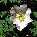 Rosa roxburghii (rÃ³Å¼a kasztanowa)