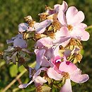Rosa setigera (róża preriowa)