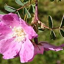 Rosa willmottiae (róża Willmotta)