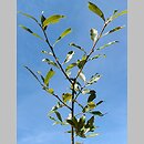 znalezisko 20160400.3.pk - Salix myrsinifolia (wierzba czarniawa); Zaleś