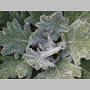 znalezisko 20110400.6.pk - Salvia argentea (szałwia srebrzysta); Balgarevo, Bułgaria