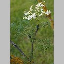 znalezisko 20140515.55.pk - Sambucus nigra ‘Laciniata’; ogród botaniczny Berlin (Niemcy)