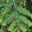 Sequoia sempervirens (sekwoja wieczniezielona)