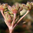Å¼ebrzyca kobyla (Seseli hippomarathrum)