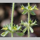 Sideritis montana (gojnik drobnokwiatowy)