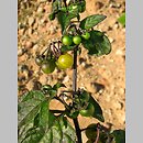 znalezisko 20070900.1.pk - Solanum alatum (psianka skrzydlata); Kowno, Litwa
