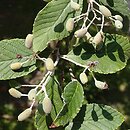 Sorbus folgneri (jarząb Folgnera)