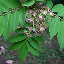 Sorbus gracilis (jarząb delikatny)