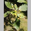 znalezisko 20160820.27.pk - Sorbus minima (jarząb mniejszy); ogród botaniczny Kopenhaga (Dania)