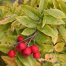 Sorbus sambucifolia (jarząb bzolistny)
