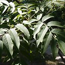 Sorbus sargentiana (jarząb Sargenta)