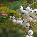 Sorbus setschwanensis (jarząb syczuański)