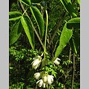 znalezisko 20081011.4.pk - Staphylea colchica (kłokoczka kaukaska); Arboretum w Rogowie