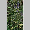 znalezisko 20210904.1.pk - Swertia perennis ssp. perennis (niebielistka trwała typowa); Biebrzański PN