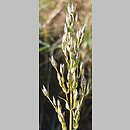 znalezisko 20180730.1.pk - Swertia perennis ssp. perennis (niebielistka trwała typowa); Rożdżałów k. Chełma