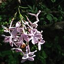 Syringa pinnatifolia (lilak pierzasty)