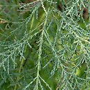 Tamarix ramosissima (tamaryszek rozgałęziony)