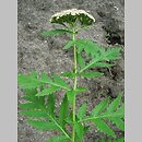 Tanacetum macrophyllum (wrotycz wielkolistny)
