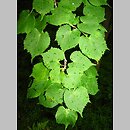 znalezisko 20090606.32.pk - Tilia japonica (lipa japońska); Arboretum w Rogowie